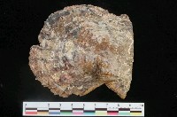 藏品(馬氏珍珠蛤)的圖片